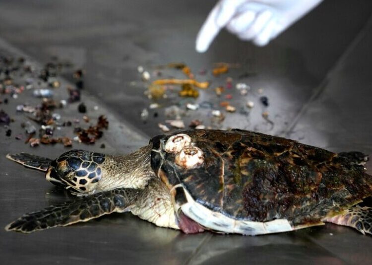 How Much Plastic Can Kill a Sea Turtle? A New Study Has Answers.