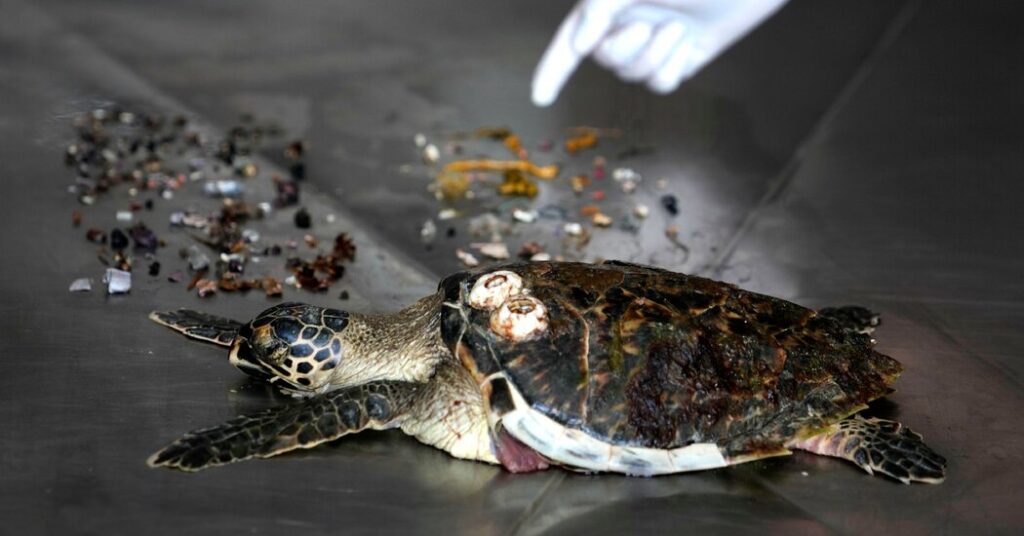 How Much Plastic Can Kill a Sea Turtle? A New Study Has Answers.