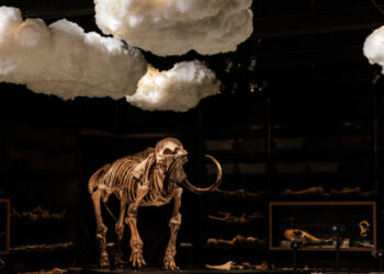 A Day at the Beach Hunting Mammoths