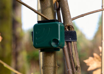 In Washington, Birds Are Giving ‘Yelp Reviews’ of Forest Restoration Work