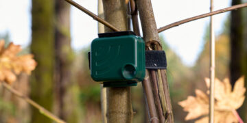 In Washington, Birds Are Giving ‘Yelp Reviews’ of Forest Restoration Work