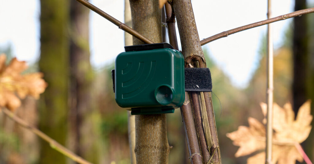 In Washington, Birds Are Giving ‘Yelp Reviews’ of Forest Restoration Work