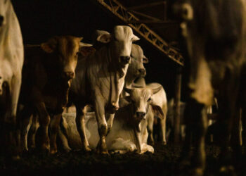 ‘Climate-Friendly’ Beef Now Has to Prove It