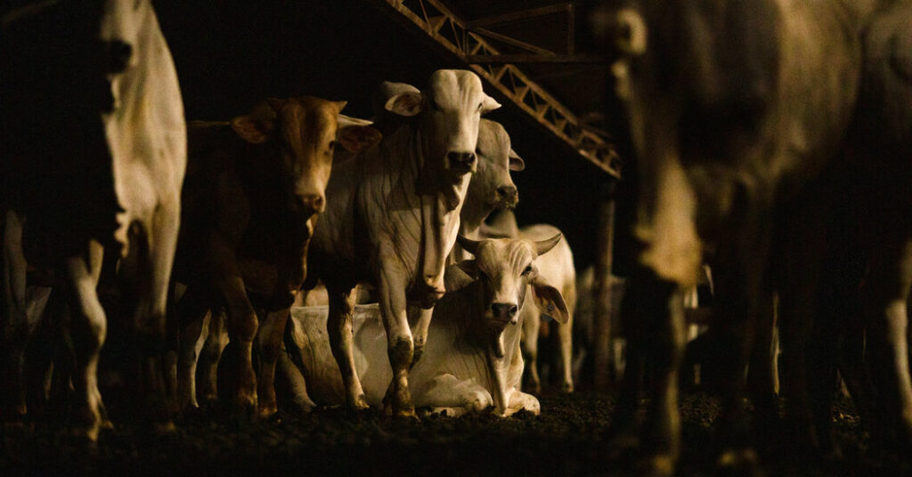 ‘Climate-Friendly’ Beef Now Has to Prove It