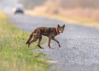 Trump Moves to Weaken the Endangered Species Act