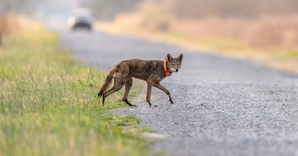 Trump Moves to Weaken the Endangered Species Act