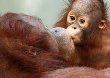 Kissing Has Existed for at Least 16 Million Years, Scientists Say