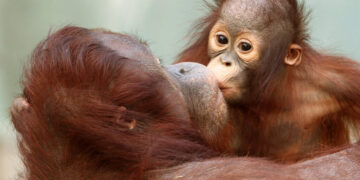 Kissing Has Existed for at Least 16 Million Years, Scientists Say