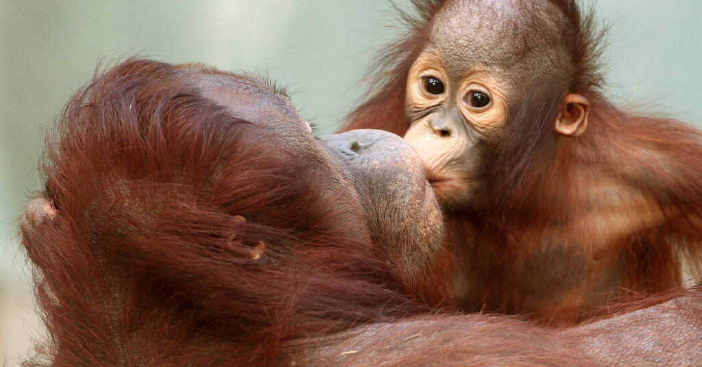 Kissing Has Existed for at Least 16 Million Years, Scientists Say