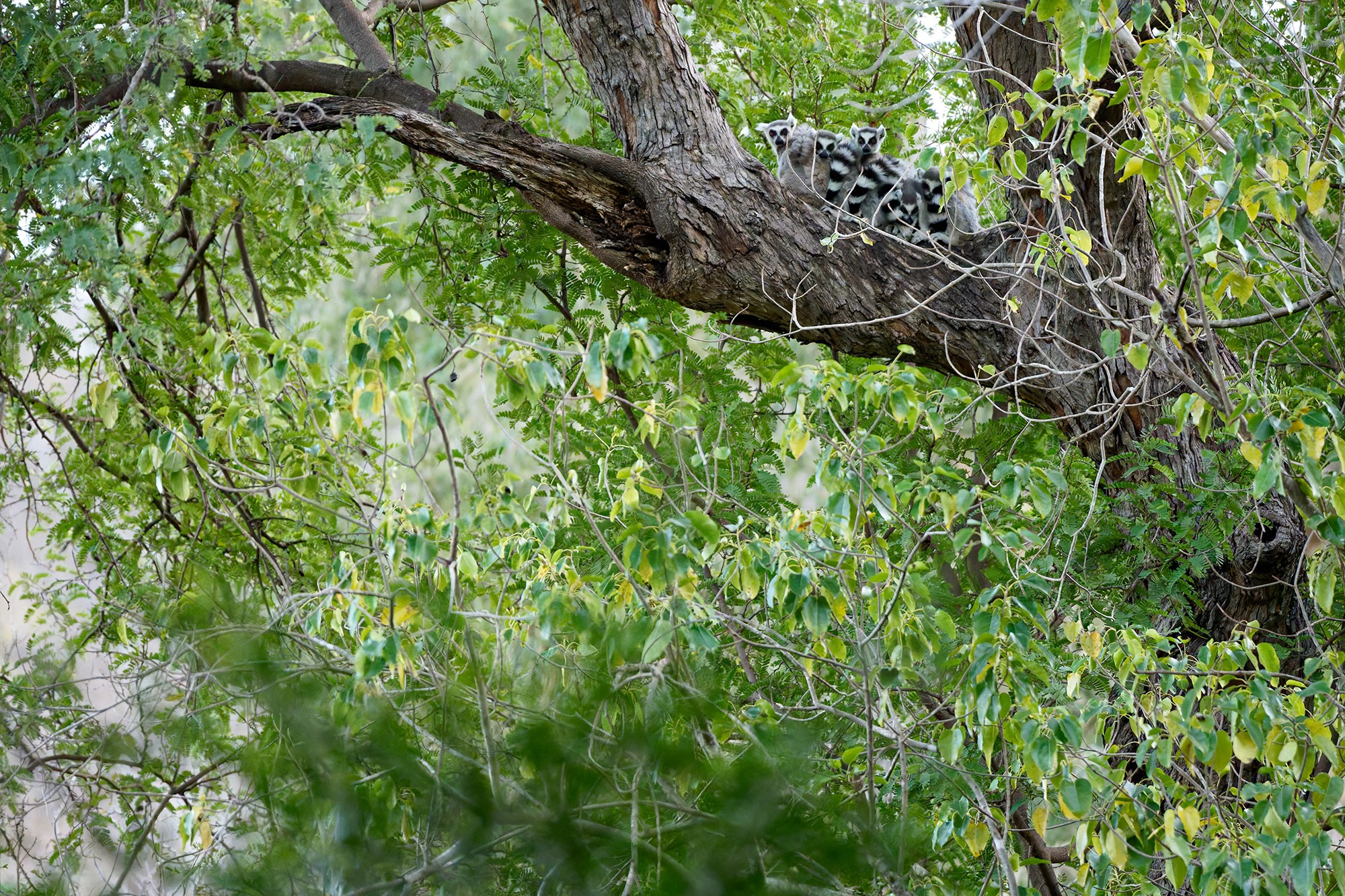 Lemurs in a tree within a dense forest