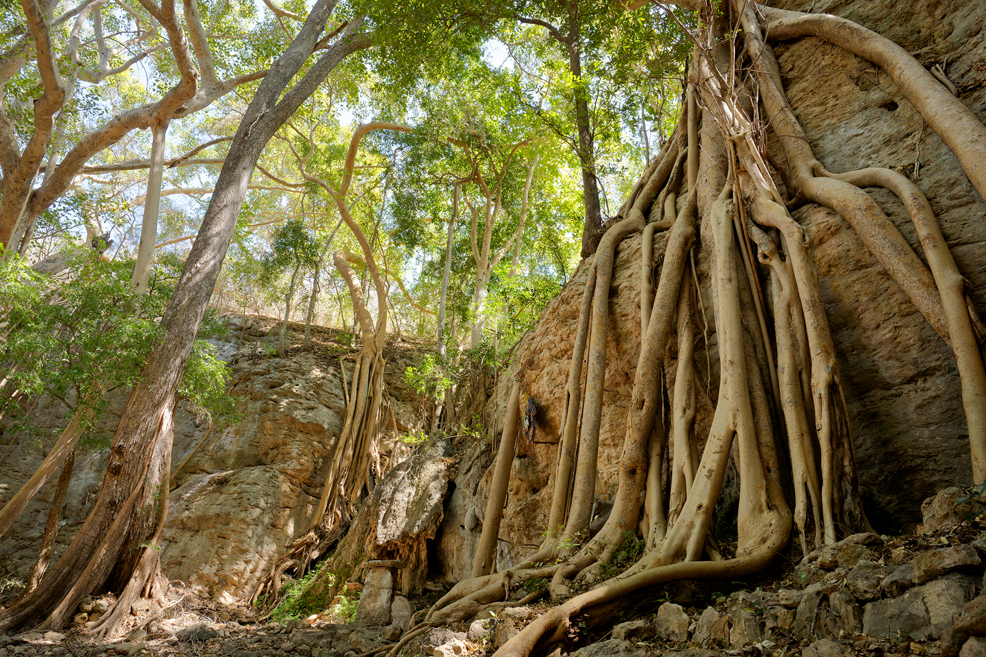 An upward view of giant tree roots spilled over the side of a cliff within a forest