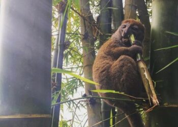 Lemurs in Madagascar Face an Unexpected Killer