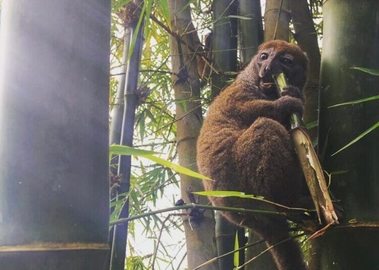 Lemurs in Madagascar Face an Unexpected Killer