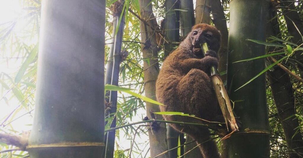 Lemurs in Madagascar Face an Unexpected Killer