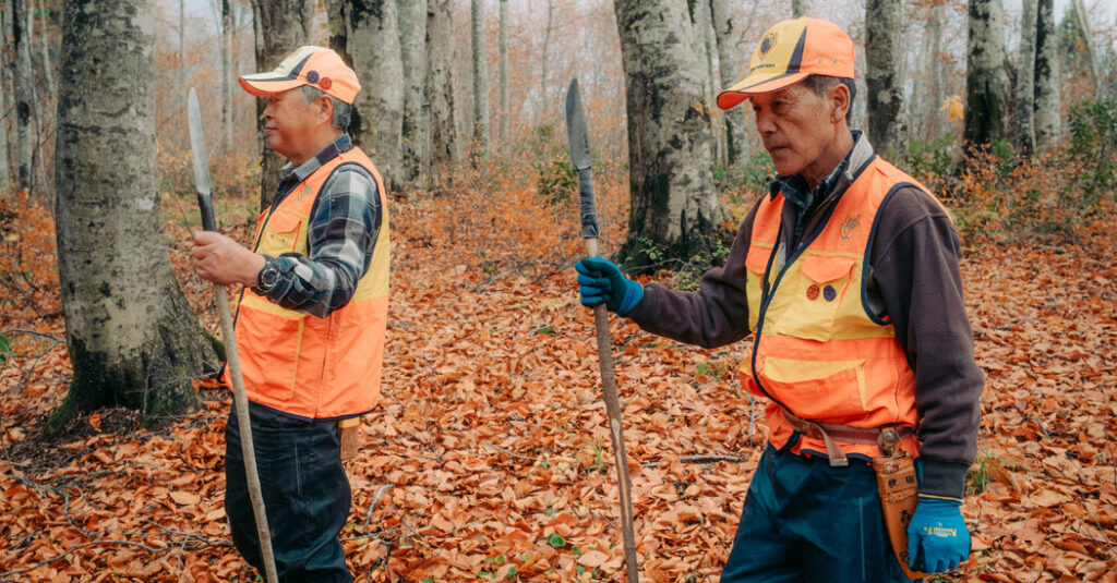 The Hunt Is On for Bears in Japan After Deadly Attacks