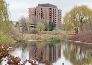 Hundreds of Invasive Goldfish to Be Culled From Ottawa Pond