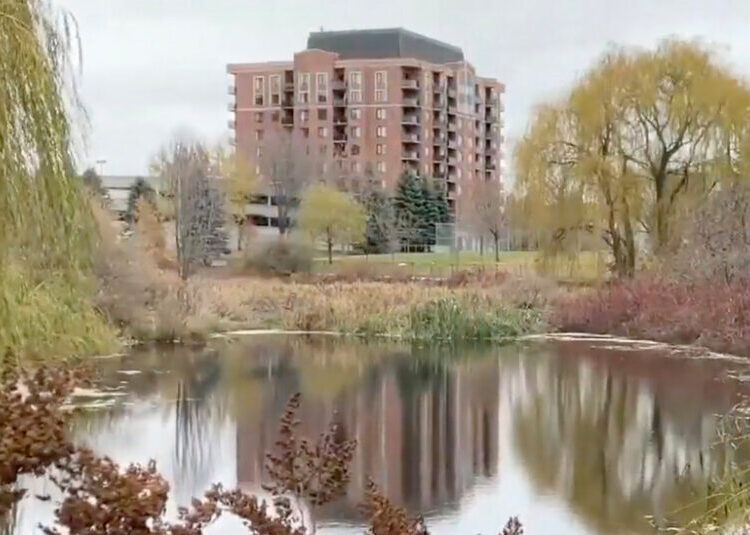 Hundreds of Invasive Goldfish to Be Culled From Ottawa Pond