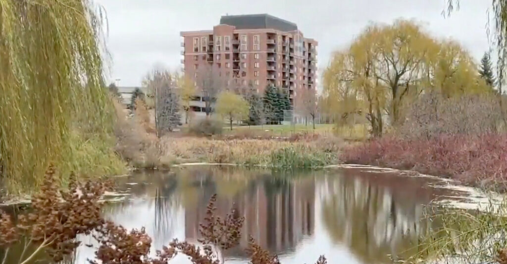 Hundreds of Invasive Goldfish to Be Culled From Ottawa Pond
