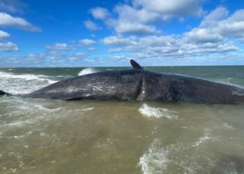 Dead Sperm Whale on Nantucket Is Too Big to Move, for Now