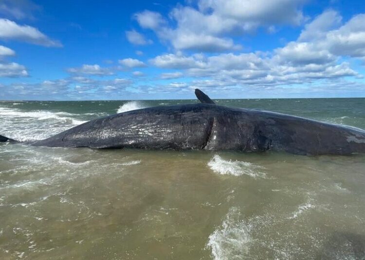 Dead Sperm Whale on Nantucket Is Too Big to Move, for Now