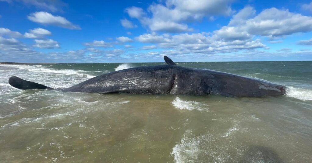 Dead Sperm Whale on Nantucket Is Too Big to Move, for Now