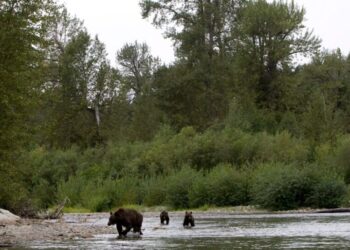 3 Children Are Injured in Grizzly Bear Attack in British Columbia