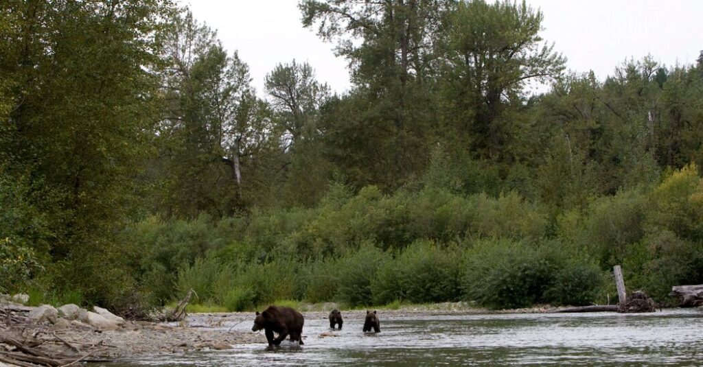 3 Children Are Injured in Grizzly Bear Attack in British Columbia