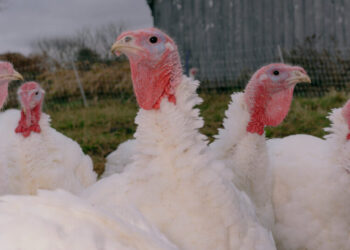 Fact-Checking Trump’s Latest Claims on Affordability