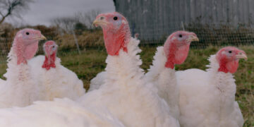 Fact-Checking Trump’s Latest Claims on Affordability