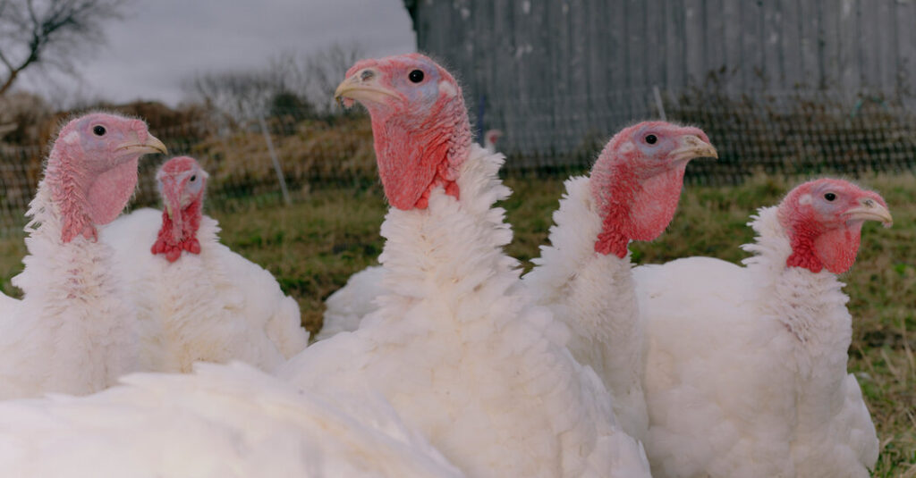 Fact-Checking Trump’s Latest Claims on Affordability