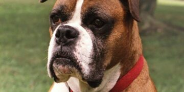 Is There a Little Wolf in Your Chihuahua?