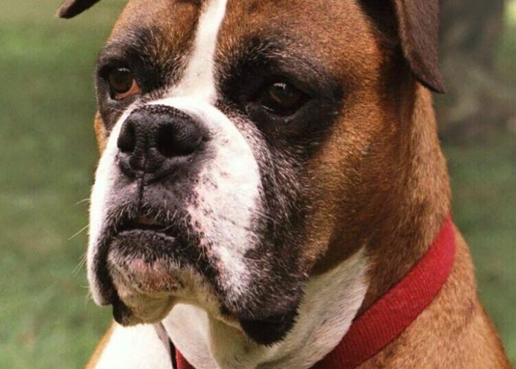 Is There a Little Wolf in Your Chihuahua?