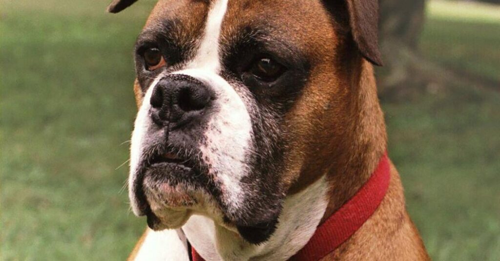 Is There a Little Wolf in Your Chihuahua?