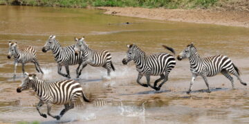 Is a New $3,500-a-Night Safari Camp Blocking a Wildlife Corridor?