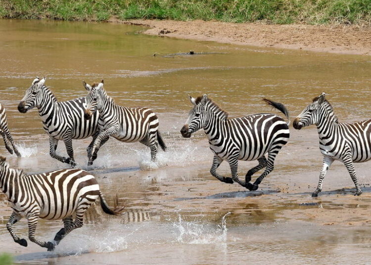 Is a New $3,500-a-Night Safari Camp Blocking a Wildlife Corridor?