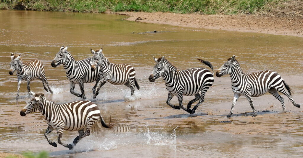 Is a New $3,500-a-Night Safari Camp Blocking a Wildlife Corridor?