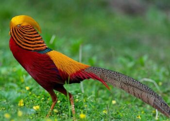 He’s Beautiful, but He Has a Huge Blind Spot