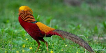 He’s Beautiful, but He Has a Huge Blind Spot