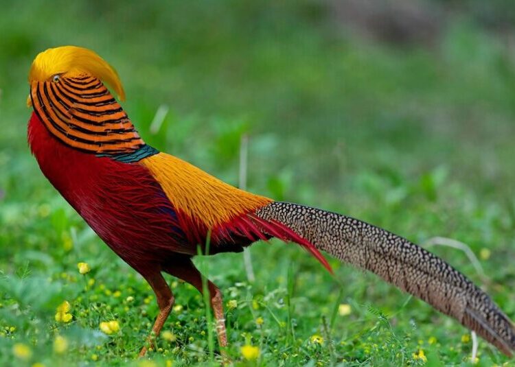 He’s Beautiful, but He Has a Huge Blind Spot