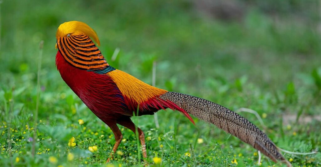 He’s Beautiful, but He Has a Huge Blind Spot