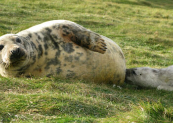 Seal Milk Is the Cream of the Molecular Crop