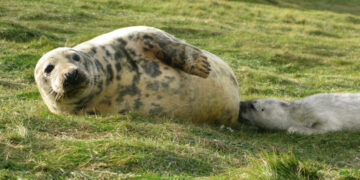 Seal Milk Is the Cream of the Molecular Crop