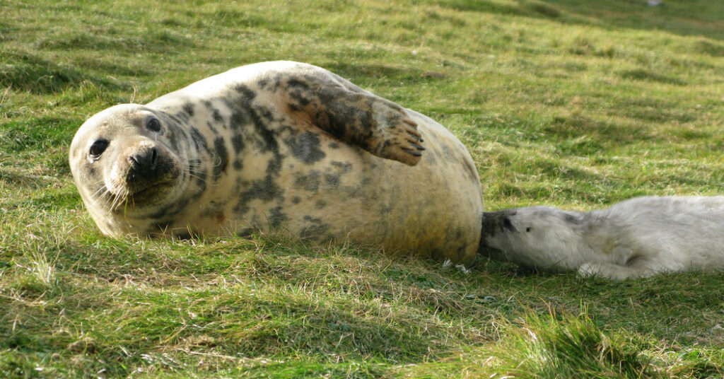 Seal Milk Is the Cream of the Molecular Crop
