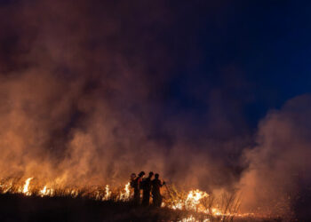 Tentative Signs of Hope as the Amazon Burns