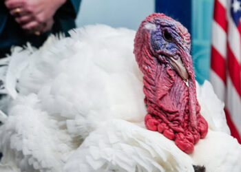 All of the Turkeys Ain’t in the Zoo