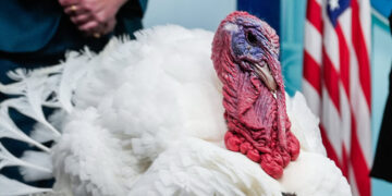 All of the Turkeys Ain’t in the Zoo