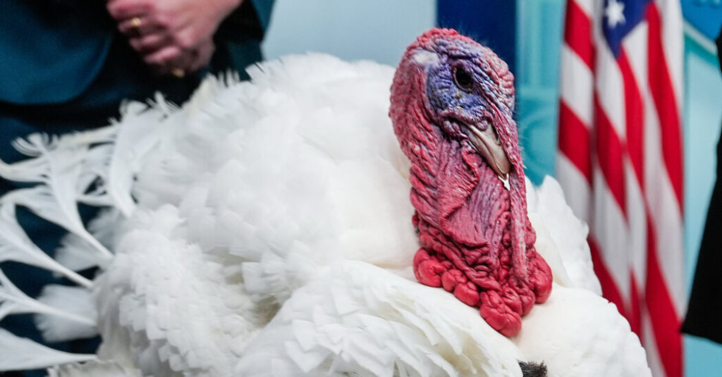 All of the Turkeys Ain’t in the Zoo