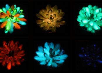 Science Practice | A Study on Glowing Succulents