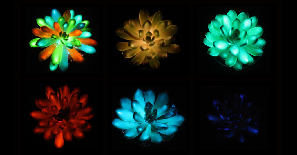 Science Practice | A Study on Glowing Succulents