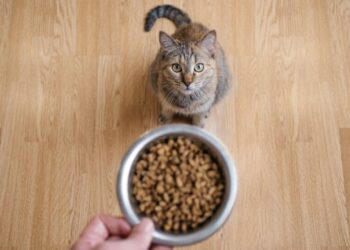 To Get a Man’s Attention, Meow Harder